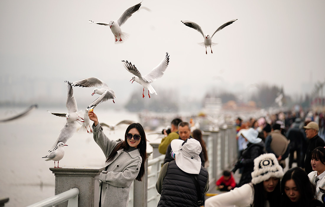 Мигрирующие черноголовые чайки в китайской провинции Юньнань