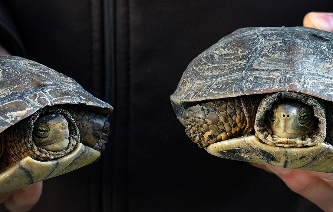 Спасенные после наводнения в Валенсии иберийские черепахи в Центре реабилитации животных El Saler