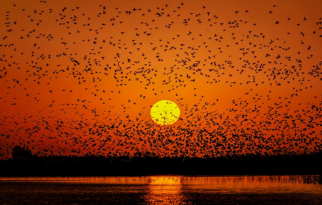 Перелетные птицы в Национальном парке водно-болотных угодий на востоке Китая
