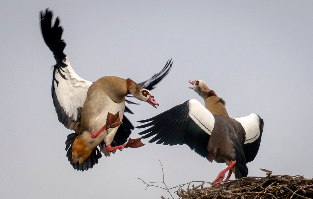 Нильские гуси в немецком Верхайме