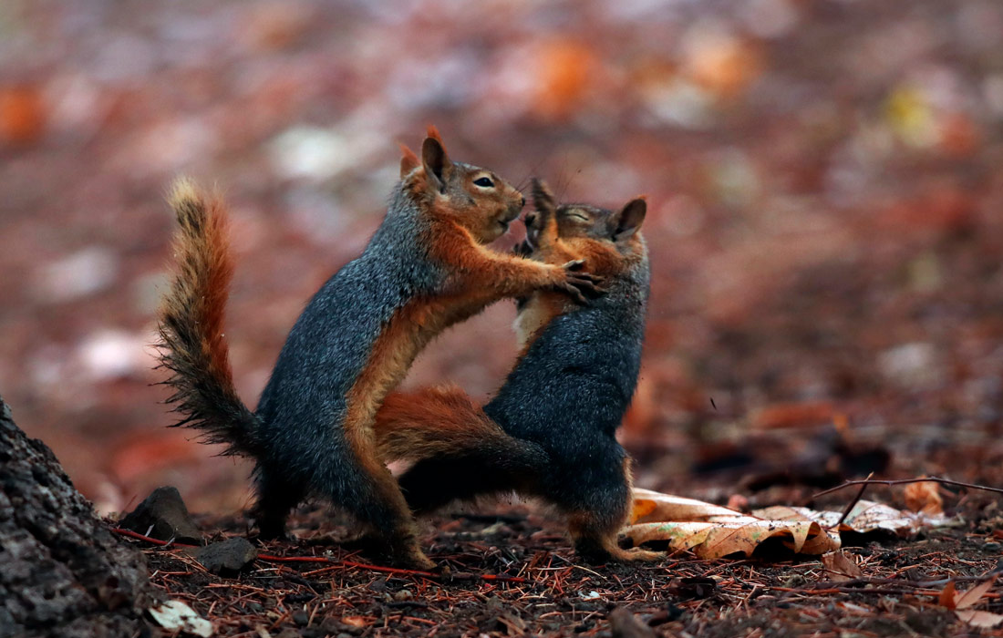 Белки в парке Анкары, Турция