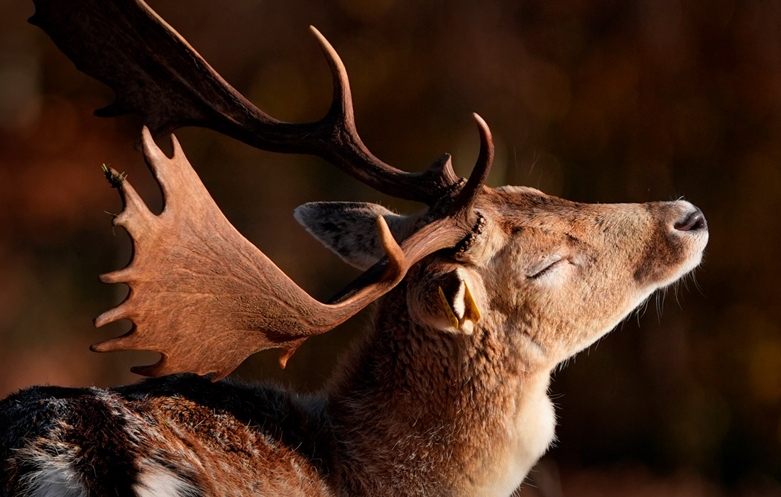 Лань наслаждается утренним солнцем недалеко от Эшфорда, Англия