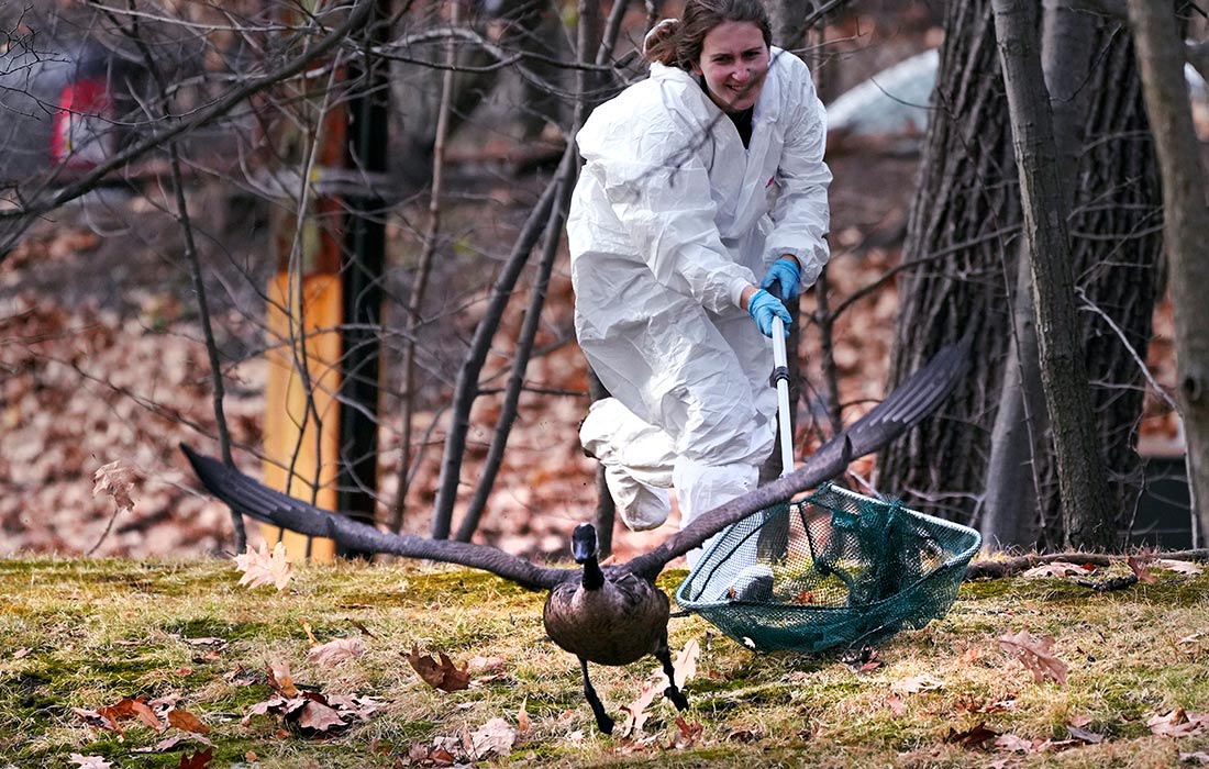 Ветеринары из центра дикой природы Новой Англии спасают птиц в районе разлива нефти у реки Мадди в Бруклине