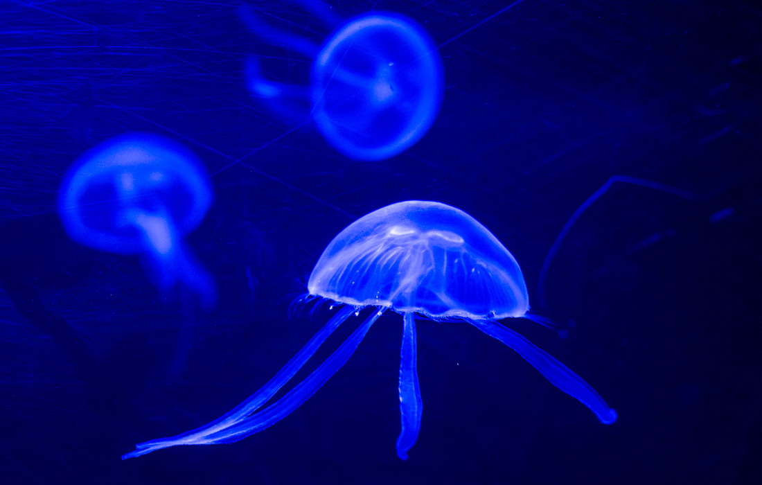 Лунные медузы в мюнхенском зоопарке "Хеллабрунн"