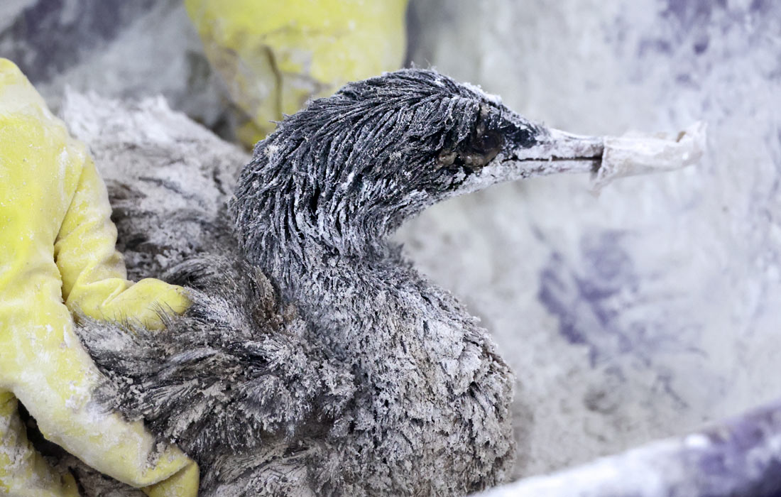 Волонтеры помогают отмыть птиц от мазута в стихийном волонтерском центре в селе Витязево