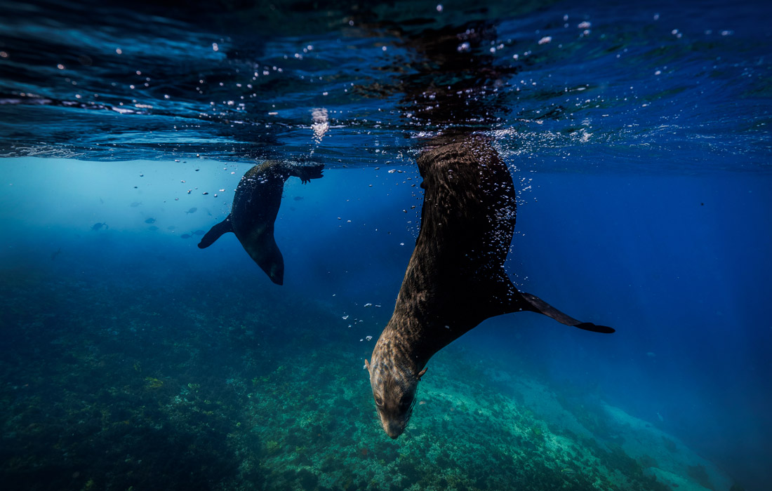 Морские котики играют в водах у острова Монтегю