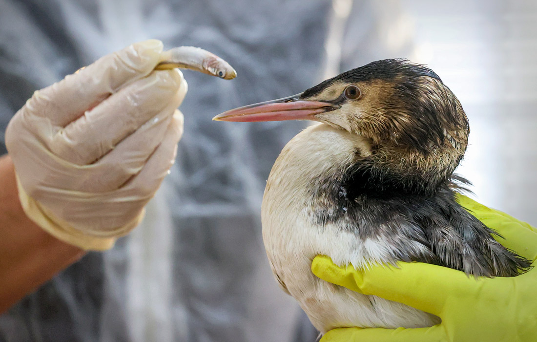 Спасение птиц от мазута в Керчи