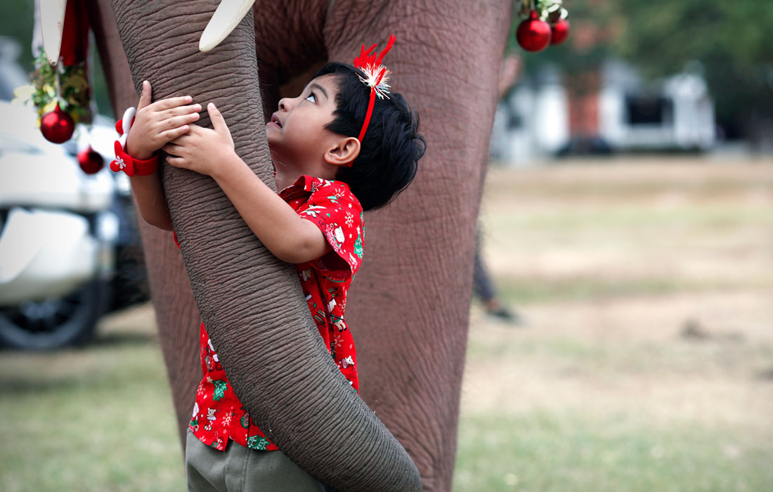 Мальчик фотографируется со слоном в Аюттхае, Таиланд