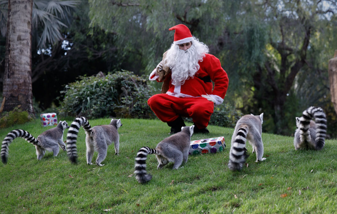 Животные из биопарка Валенсии получили угощения к Рождеству