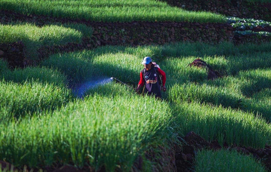 Террасные плантации в индонезийском Гаруте