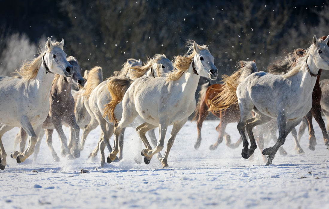 Арабские скакуны на ферме в Германии
