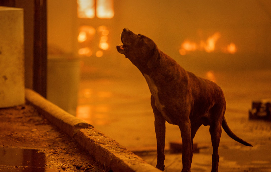 В Калифорнии объявлен режим масштабного стихийного бедствия из-за лесных пожаров