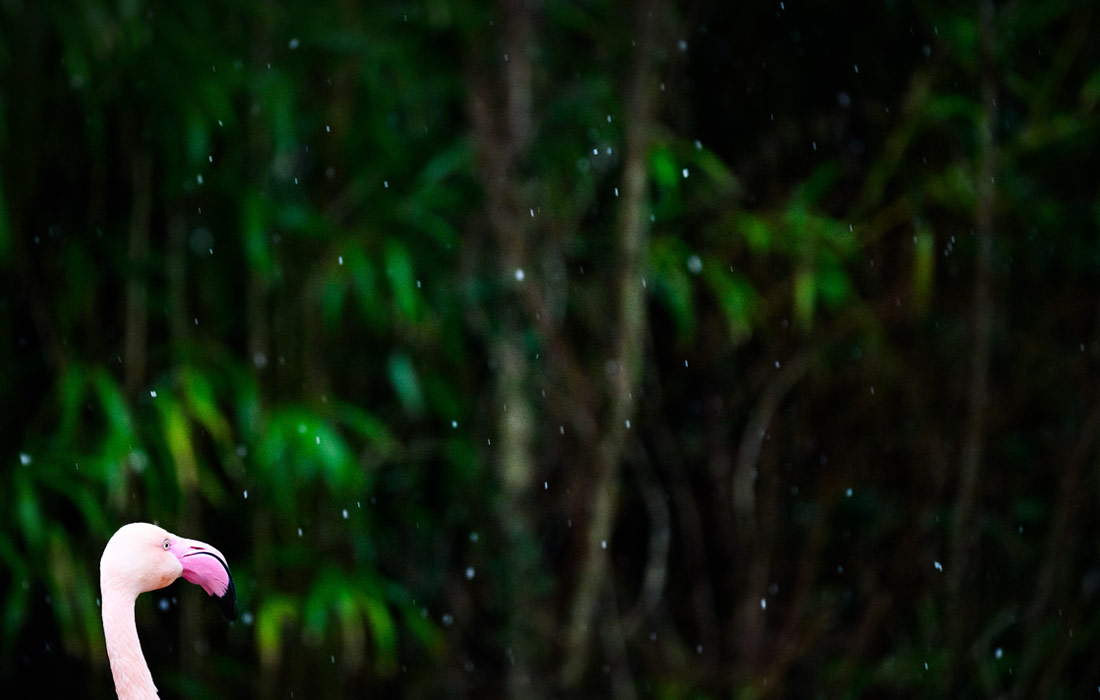 Фламинго в вольере зоопарка Ганновера, Германия