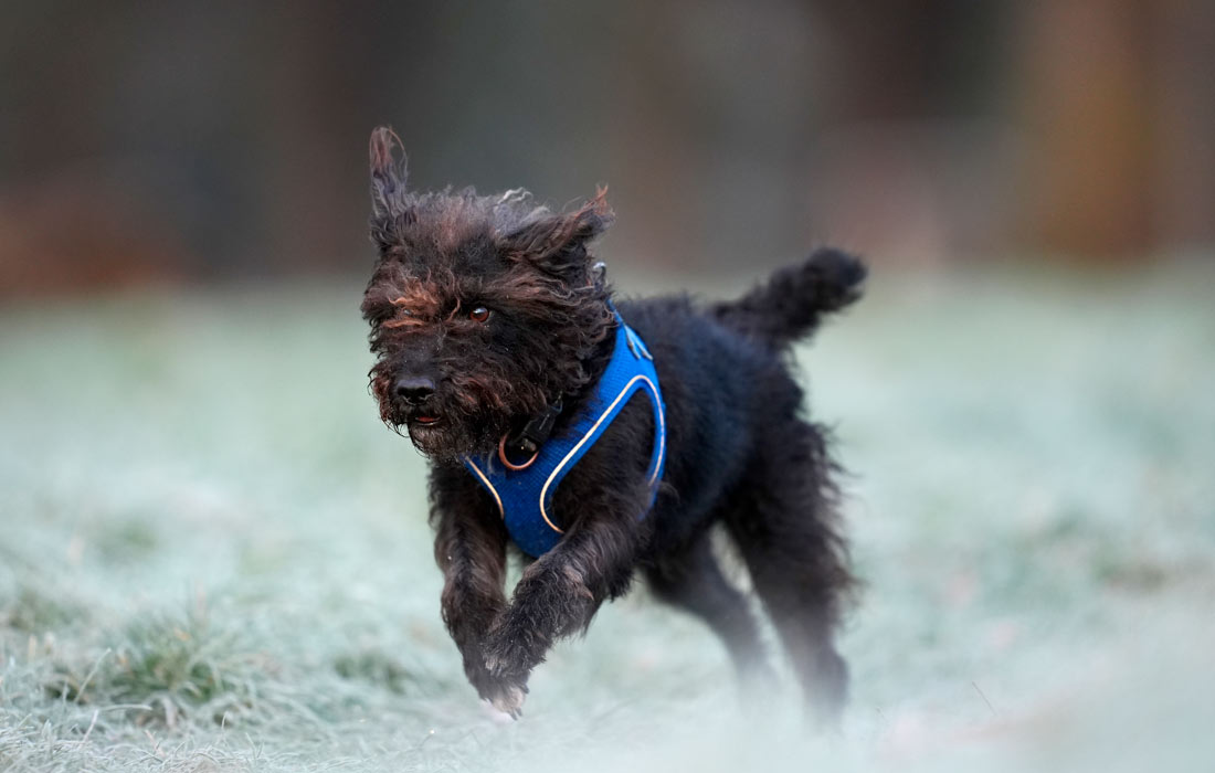 Собака гуляет в парке на юго-западе Лондона