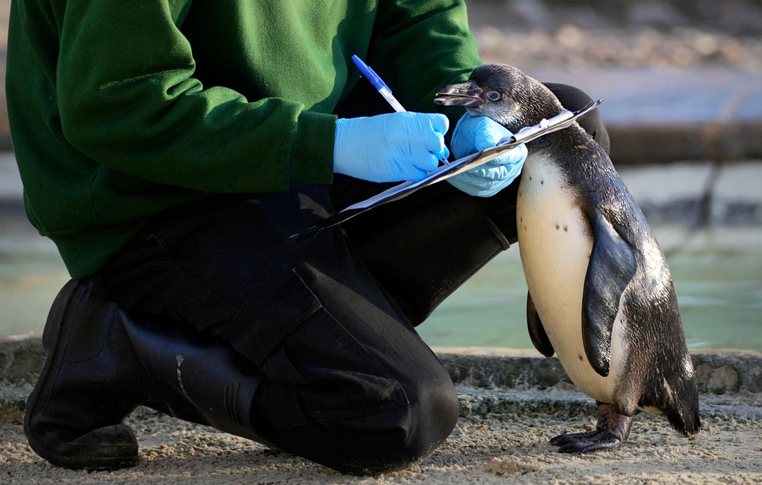 Ежегодная инвентаризация в Лондонском зоопарке