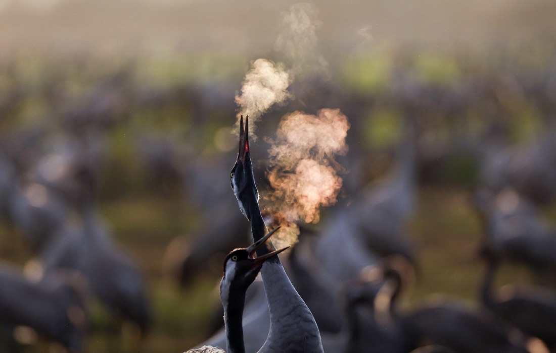 Сезонная миграция журавлей в Израиле