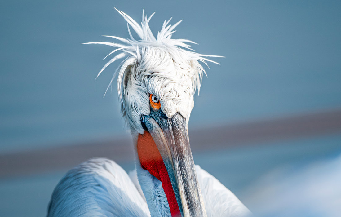 Пеликан на озере в Балыкесире, Турция