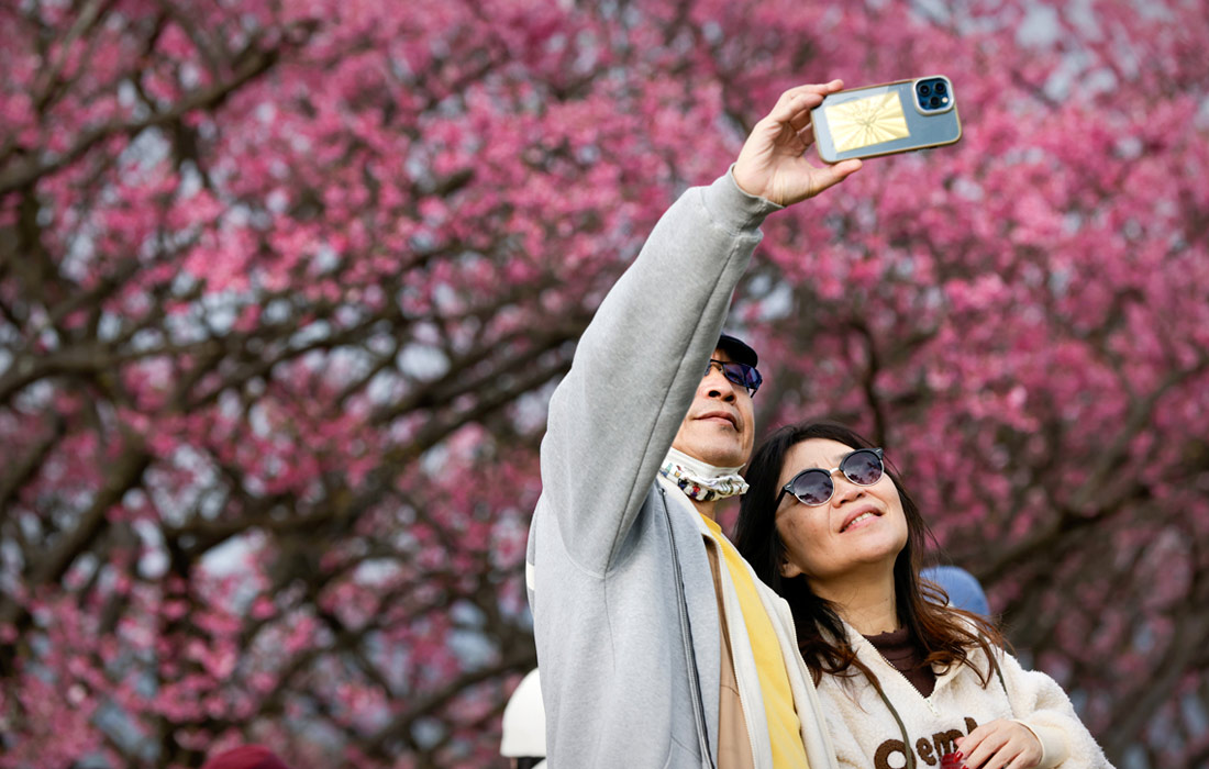 Цветение сакуры в Тайбэе, Тайвань