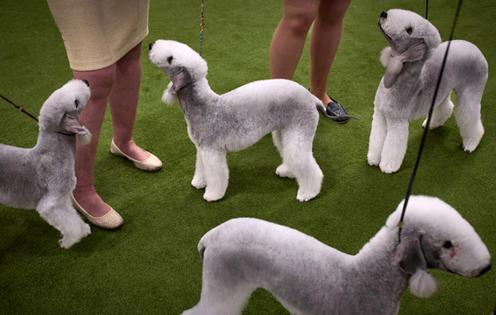 Выставка собак Westminster Kennel Club