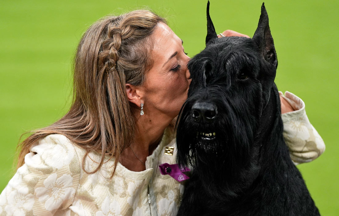 Победитель выставки ризеншнауцер Монти с хозяйкой