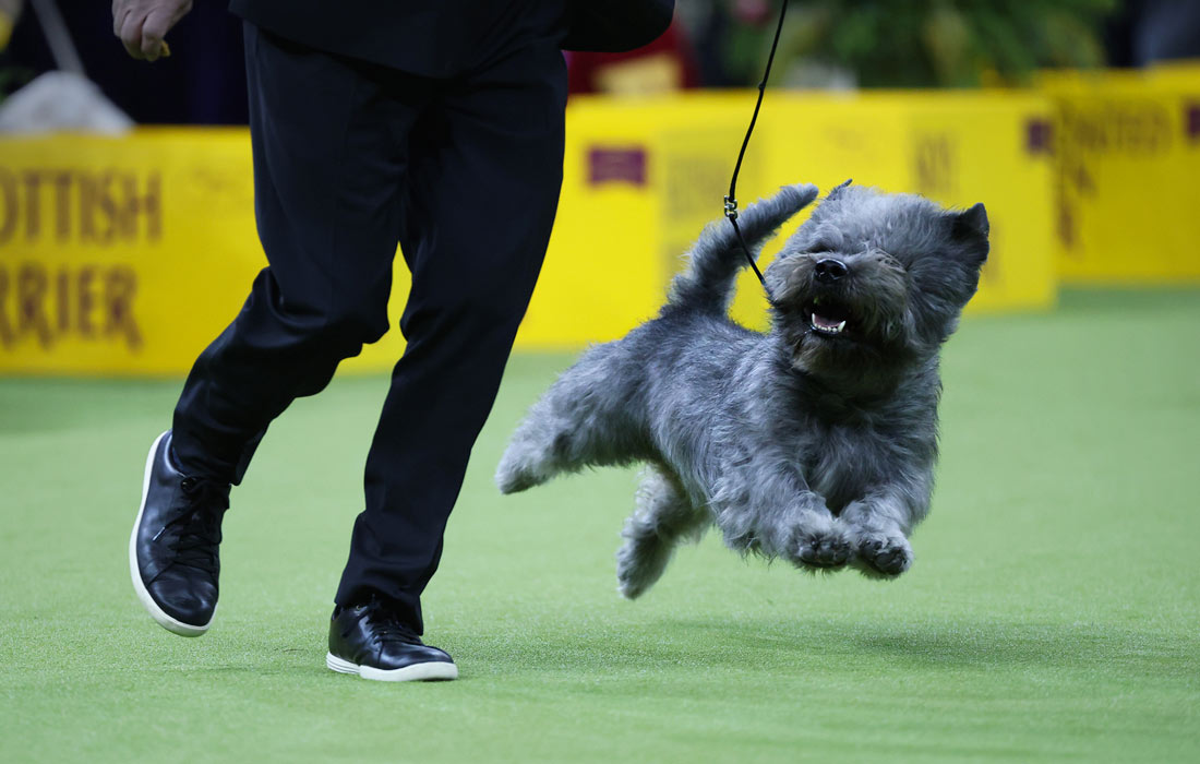 Хозяин с питомцем во время соревнований