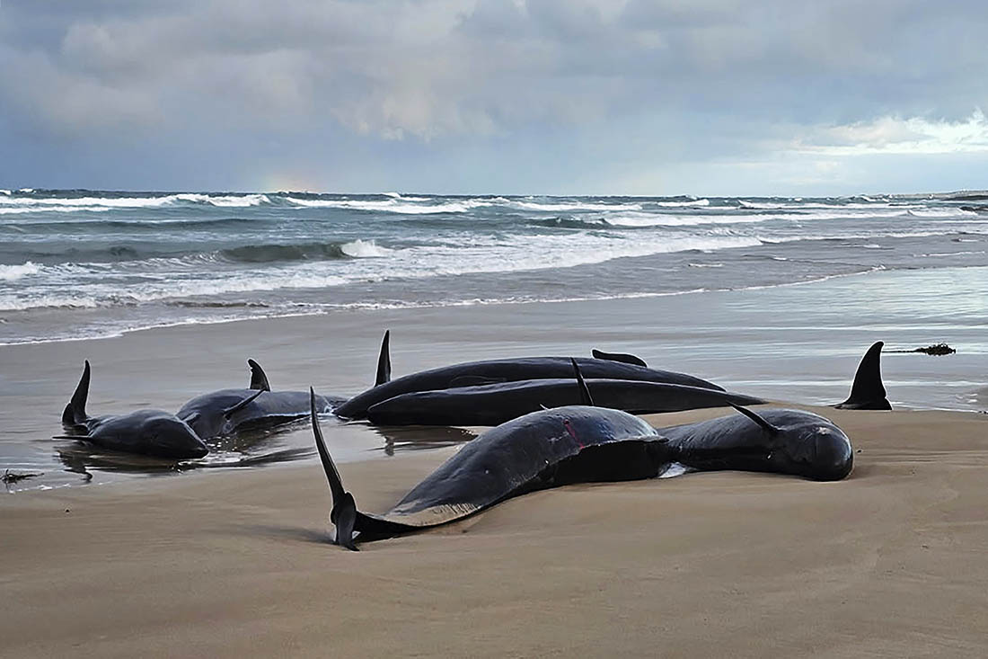 Более 150 малых косаток выбросились на берег в Тасмании. Попытки вернуть их в море оказались неудачными из-за сильного ветра и шторма, было принято решение об усыплении.