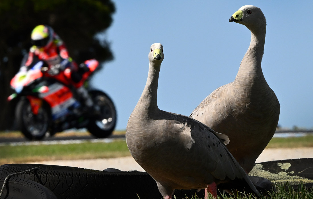 Во время чемпионата мира по супербайку FIM 2025 в Австралии