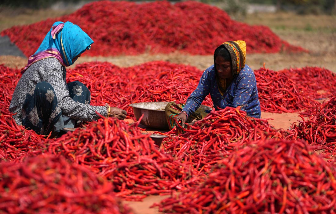 Обработка и сушка перца чили в индийском Гандинагаре