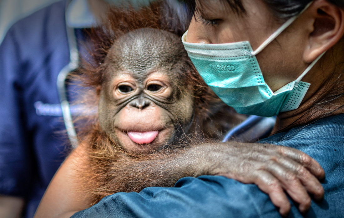 Детеныш орангутана в зоопарке Бандунга в Индонезии