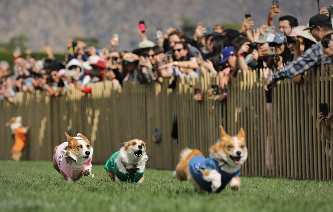 Зимний национальный забег корги в Калифорнии
