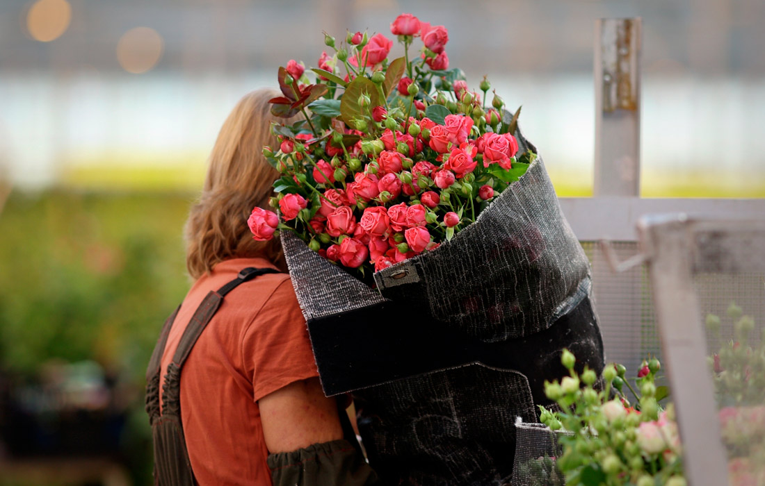 Сбор цветов к 8 марта в тепличном комбинате в Краснодарском крае
