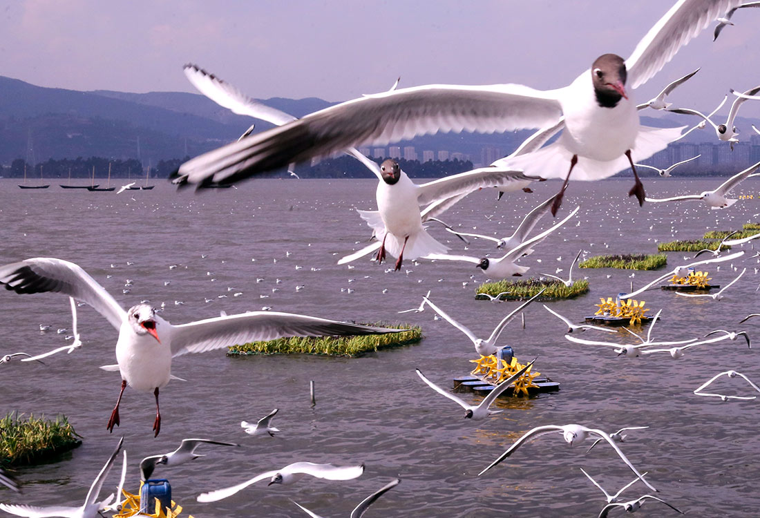Чайки около озера Дяньчи в Куньмине, Китай