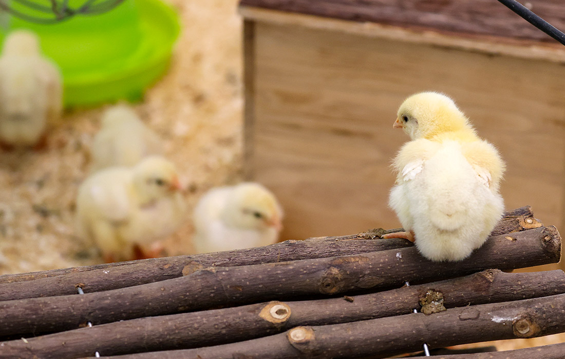 Приют для животных в Лейпциге принял 145 брошенных цыплят