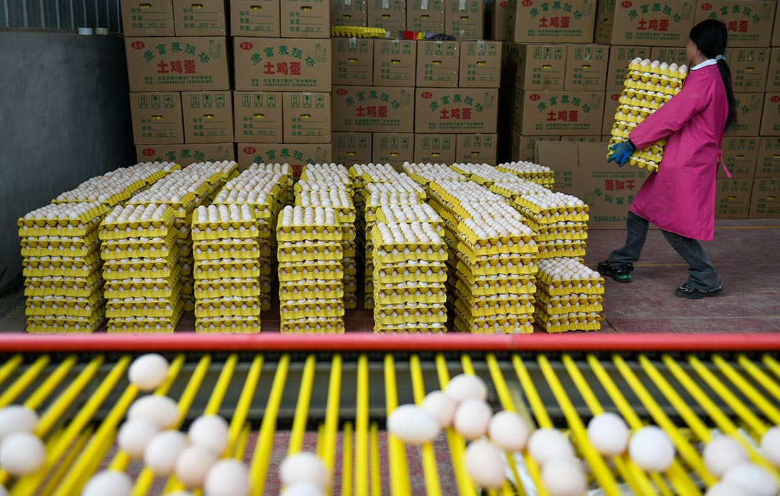 Интеллектуальная птицеферма в Цяньсинане, Китай