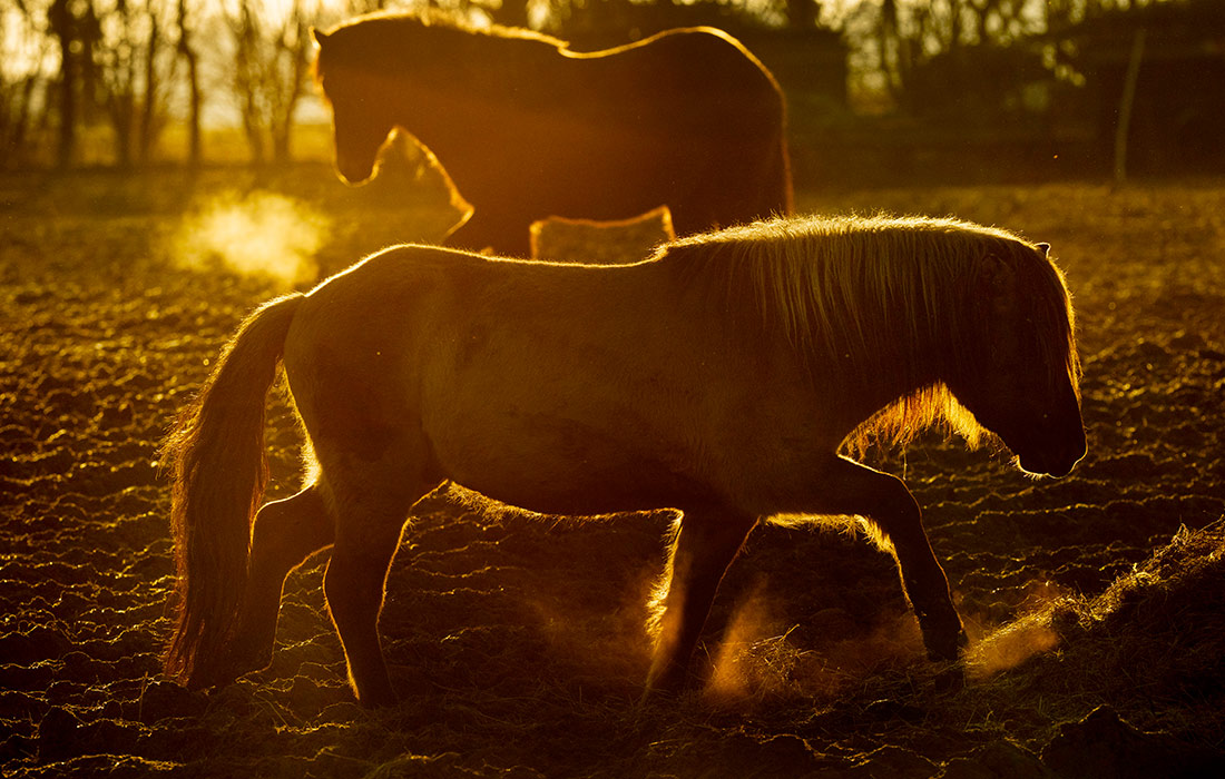 Исландские лошади на конном заводе в немецком Верхайме