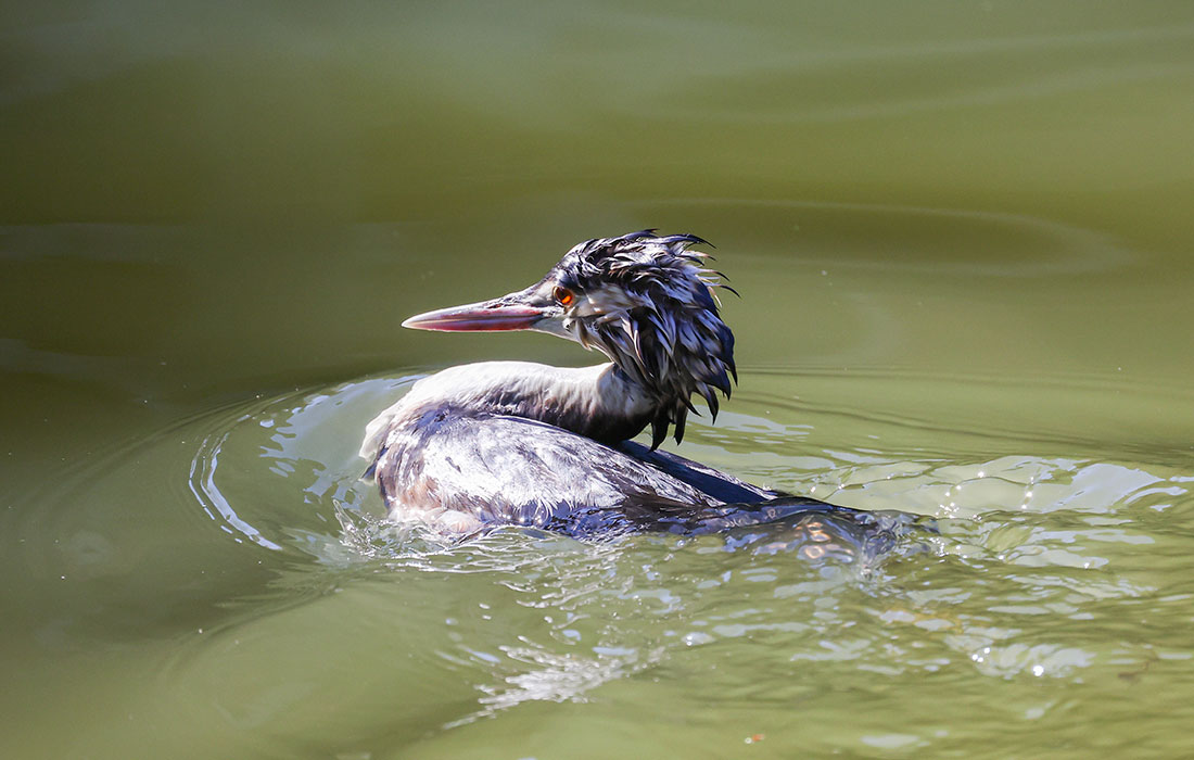 Выпуск птиц после отчистки от мазута в Сочи