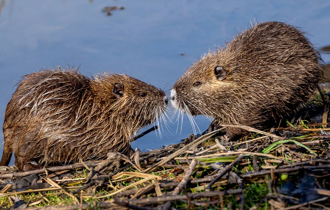Нутрии в парке немецкого Бад-Фильбеля