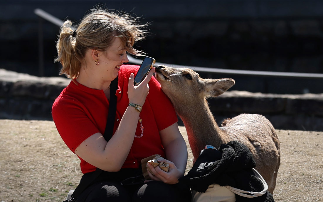 Посетительница фотографирует оленя в японском парке Нара