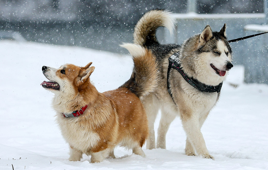 Снегопад в Москве