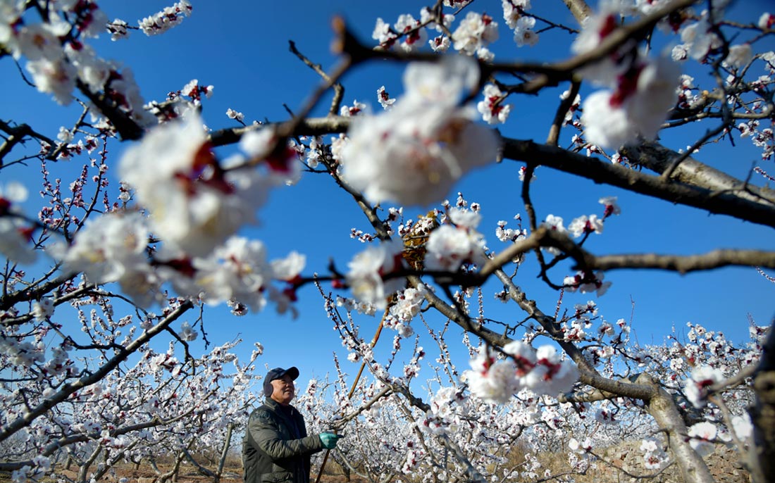 Фермер опыляет цветы абрикоса в Цзаочжуане, Китай