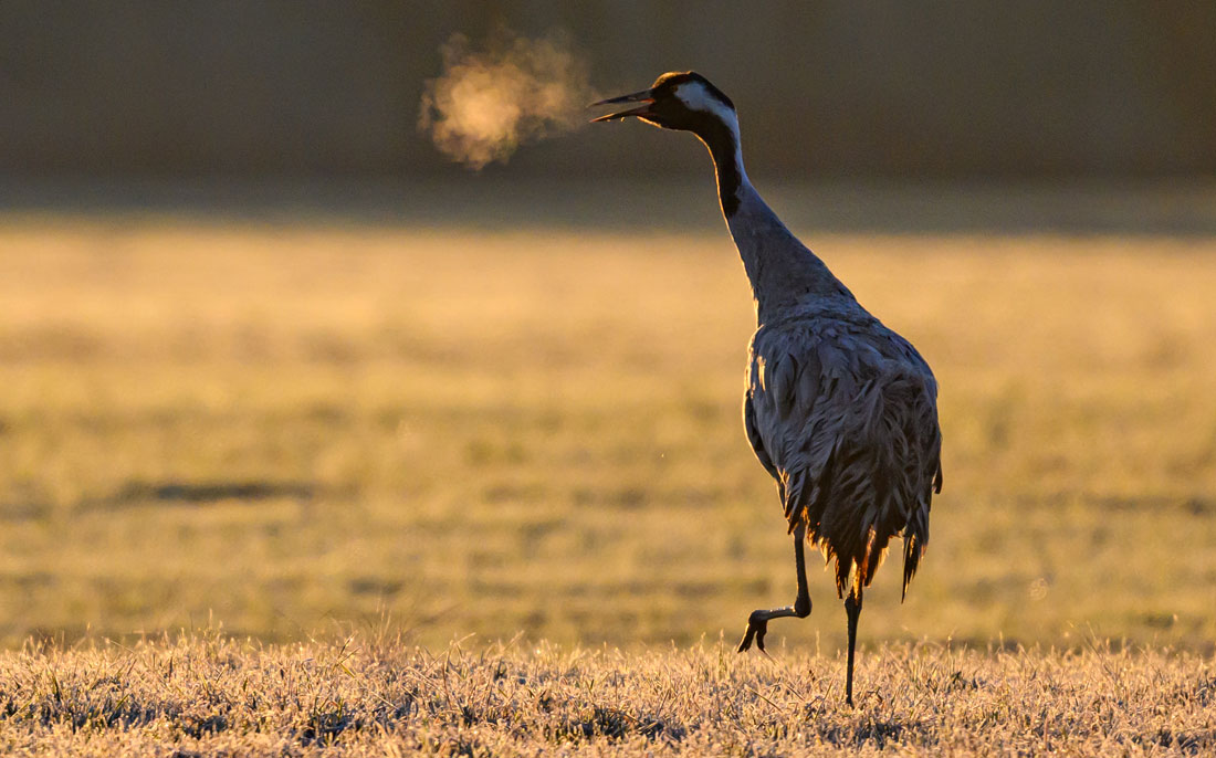 Серый журавль в Бранденбурге, Германия