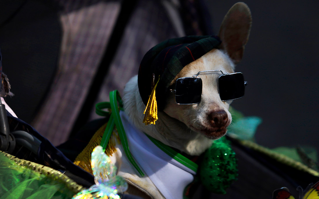 Собака из ирландской общины в Мехико