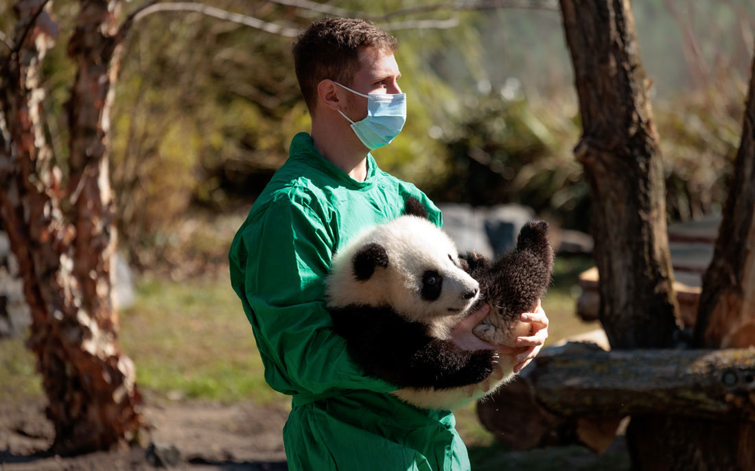 Смотритель Берлинского зоопарка несет детеныша панды в открытый вольер