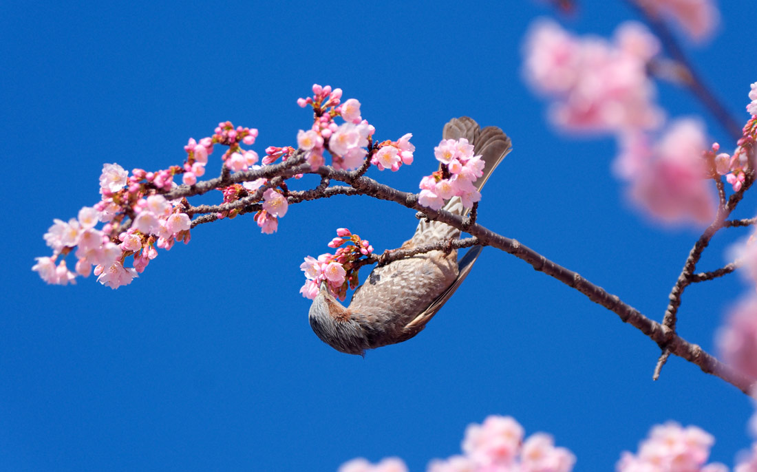 Птица на ветке цветущей сакуры в Токио