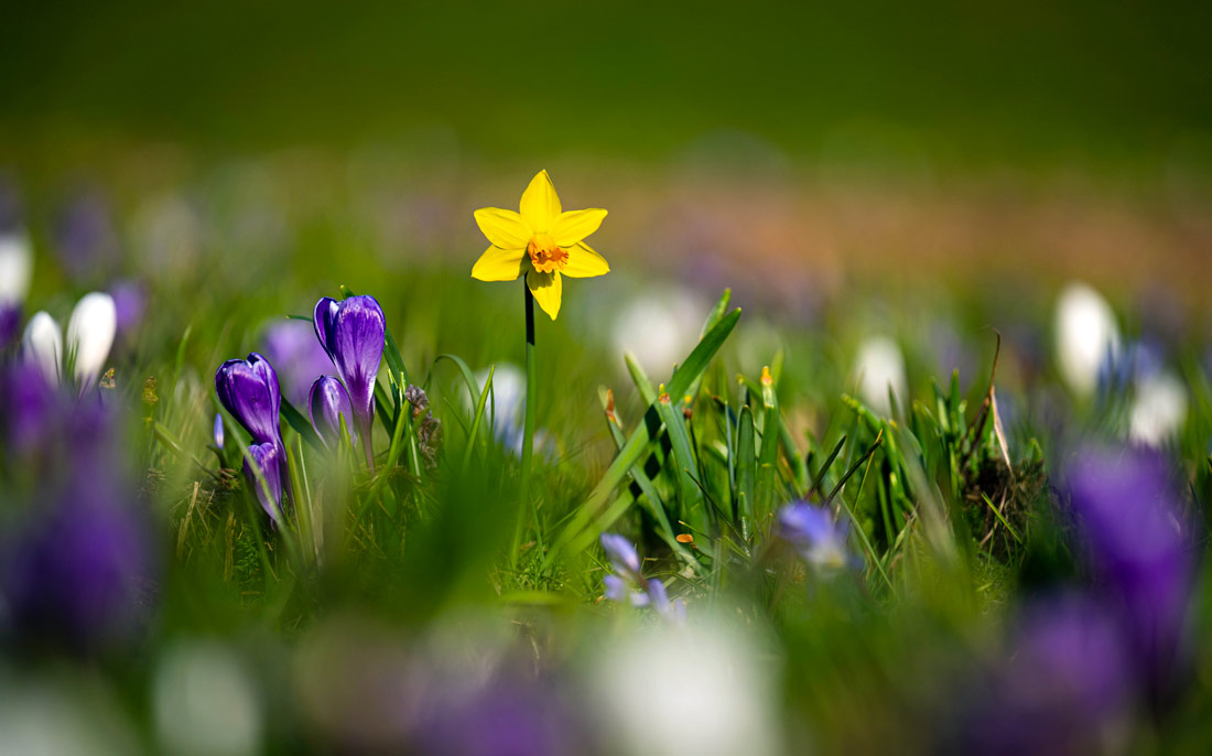 Крокусы и нарциссы расцветают в Бремене, Германия