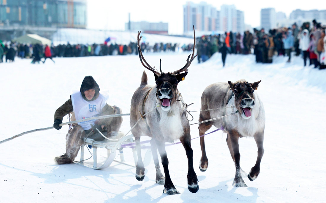 Гонки на оленьих упряжках на IV съезде оленеводов республики Саха на территории озера Сайсары