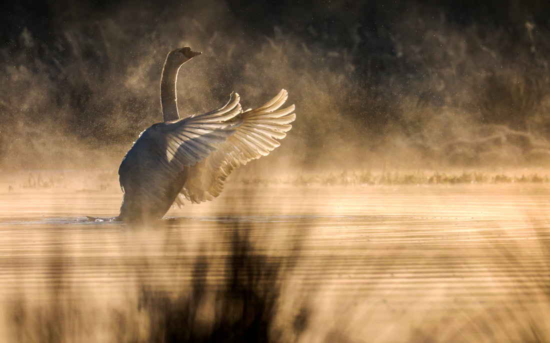 Лебедь в лучах солнца в Баден-Вюртемберге, Германия