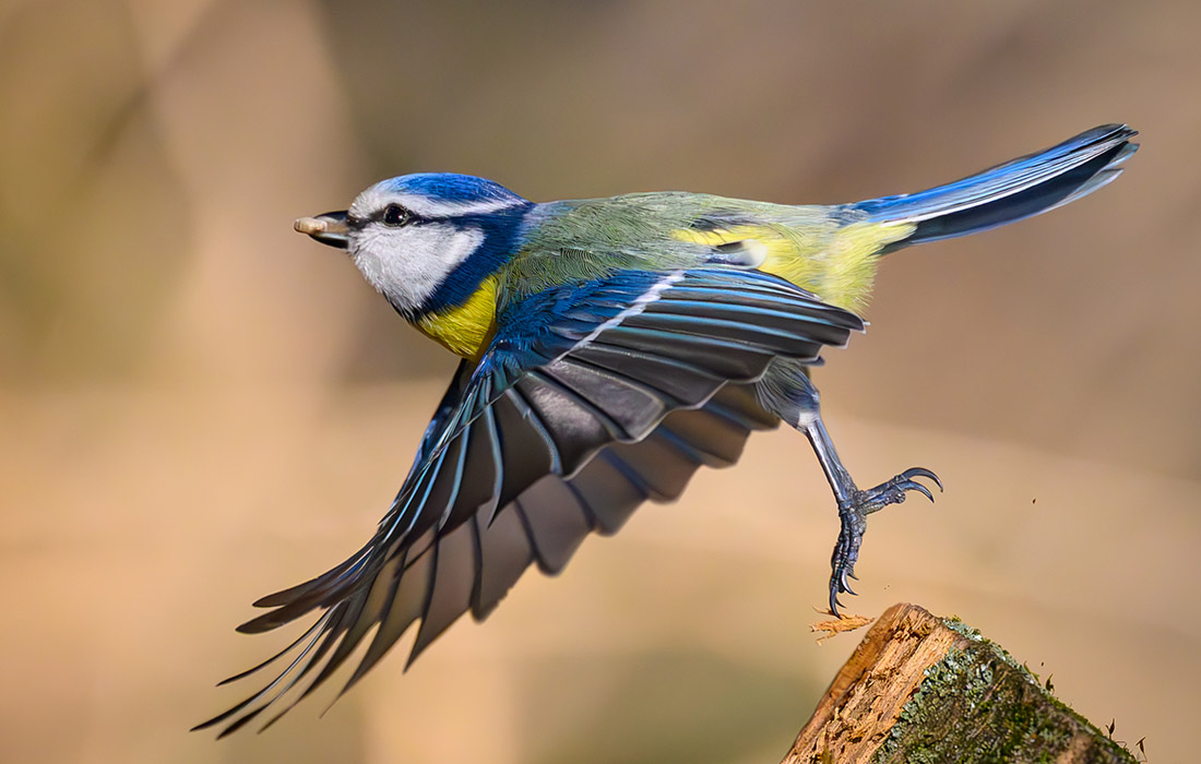 Лазоревка в лесу немецкого Бранденбурга