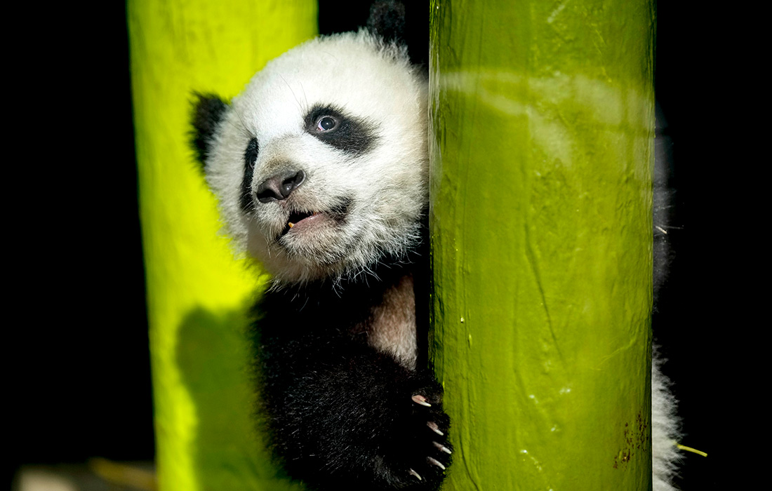 Панда в Берлинском зоопарке