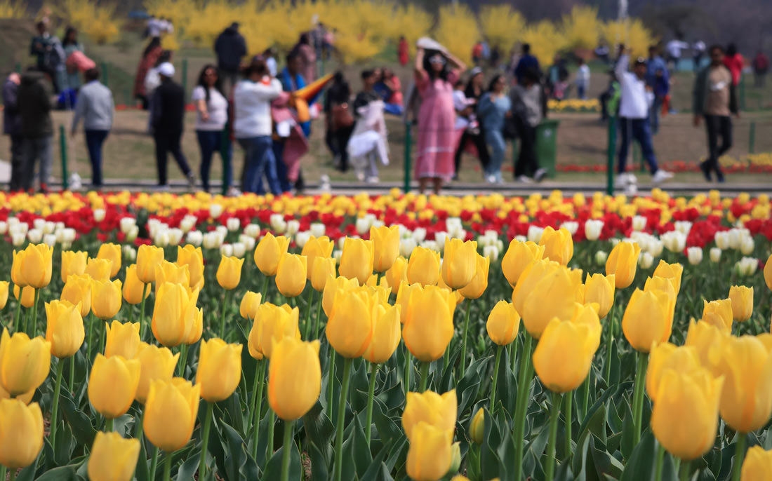 Самый большой в Азии сад тюльпанов открылся для посещения в индийском Шринагаре